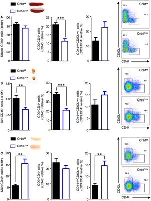 Calcineurin B in CD4+ T Cells Prevents Autoimmune Colitis by Negatively Regulating the JAK/STAT Pathway